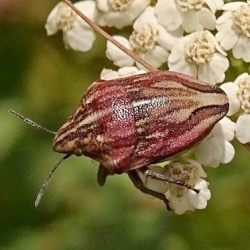Odontotarsus purpureolineatus